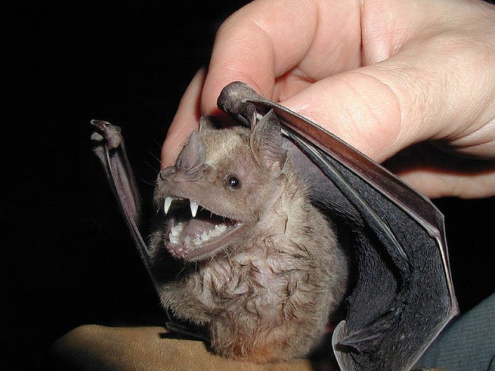 Another Rabid Bat Found In South Brunswick South Brunswick, NJ Patch
