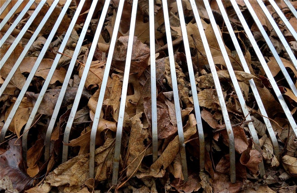 Nutley's RAKES Program To Provide Free Leaf Cleanup For Low-Income ...