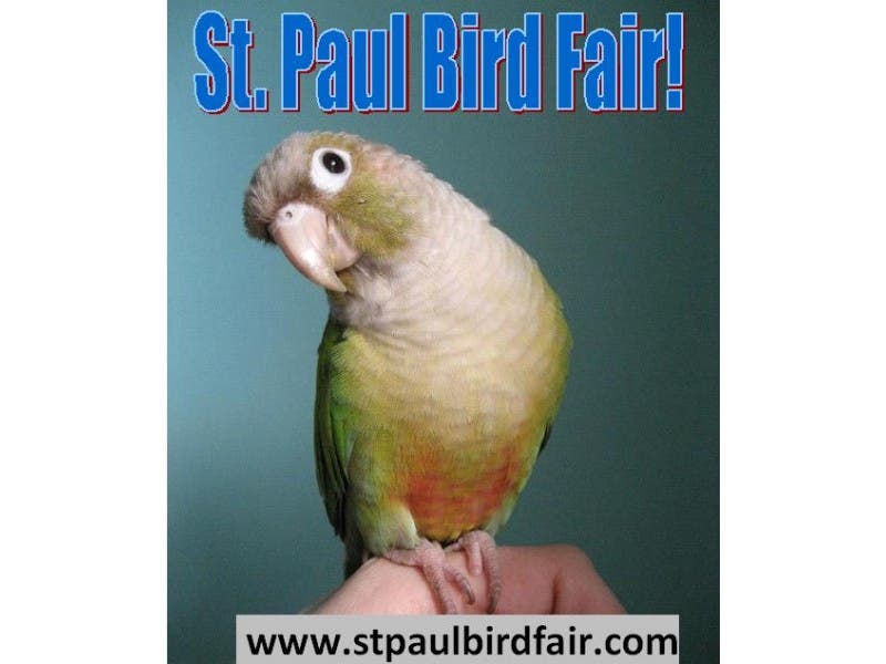 Bird Fair In Cottage Grove This Sunday Burnsville Mn Patch