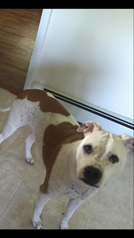 Update: Have You Seen This Dog?