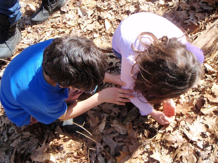 Discover Different Species of Amphibians in Wilton