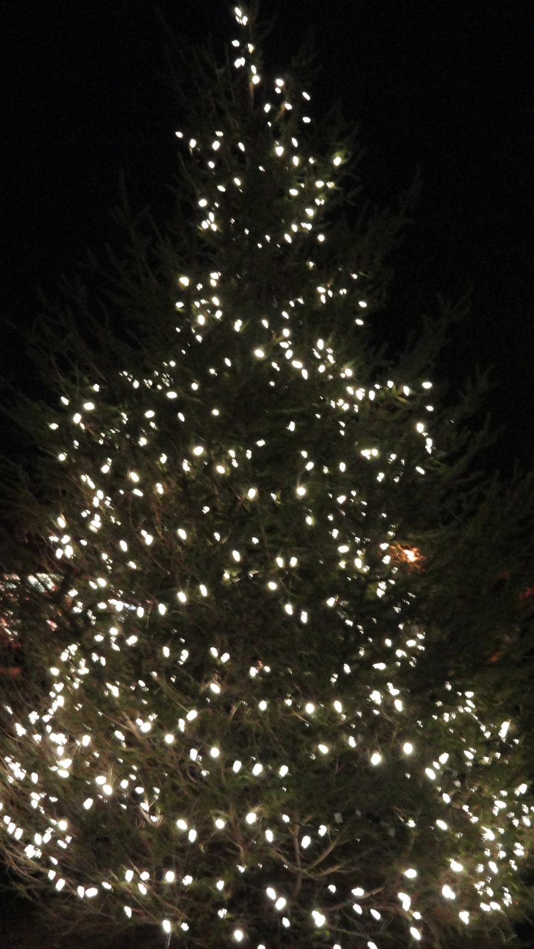 How to Select and Care for Your Christmas Tree Herndon, VA Patch