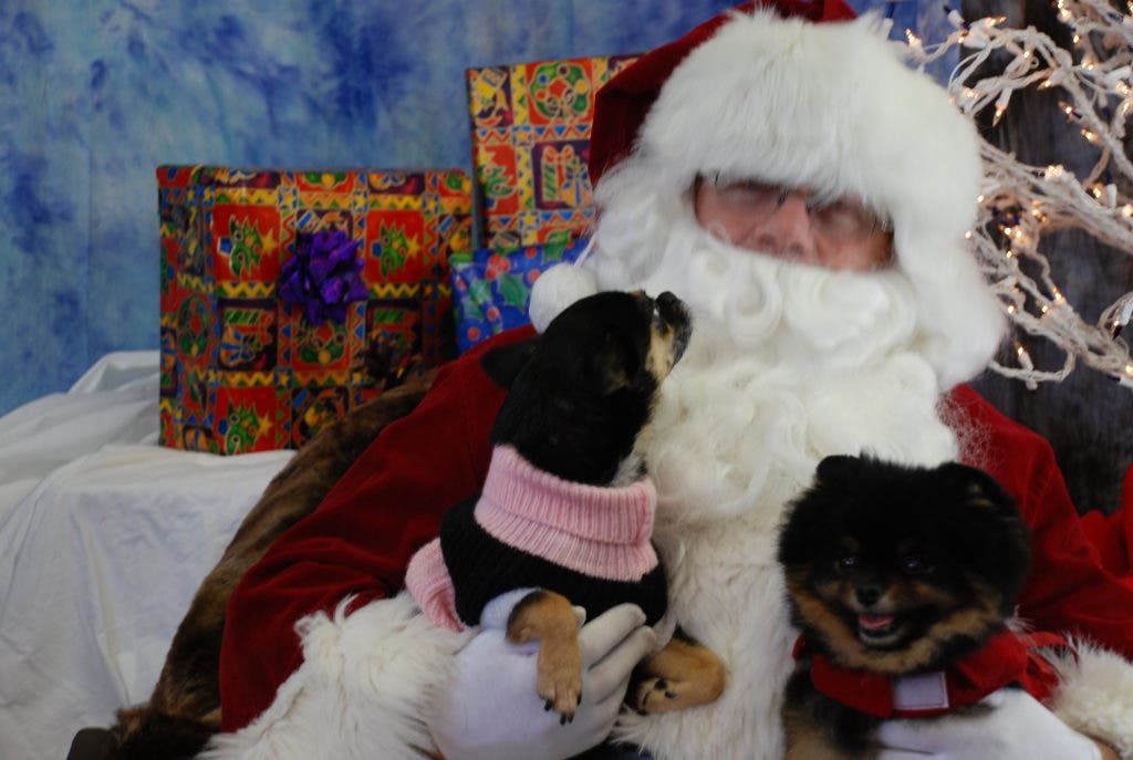 Santa Paws & Adoption Event at Puny Paws | Rohnert Park, CA Patch