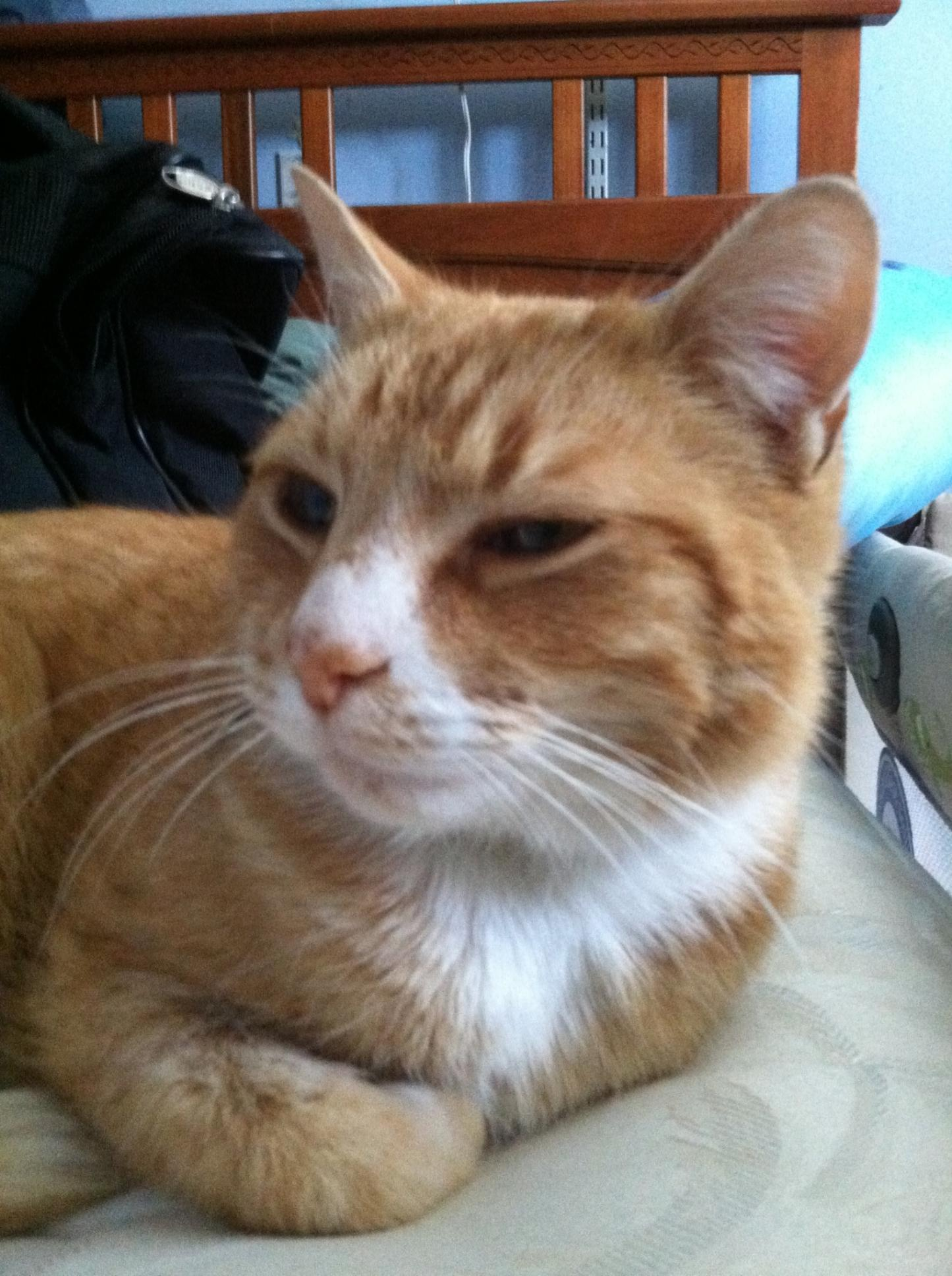 cat missing for 2 weeks