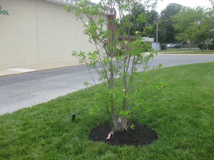 erial-elementary-dedicates-tree-in-memory-of-sammie-nguyen-ortanez
