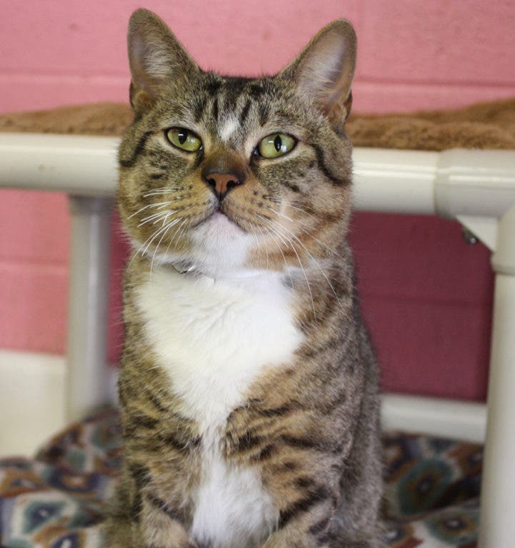 Patch Paws: Jacki & Toby