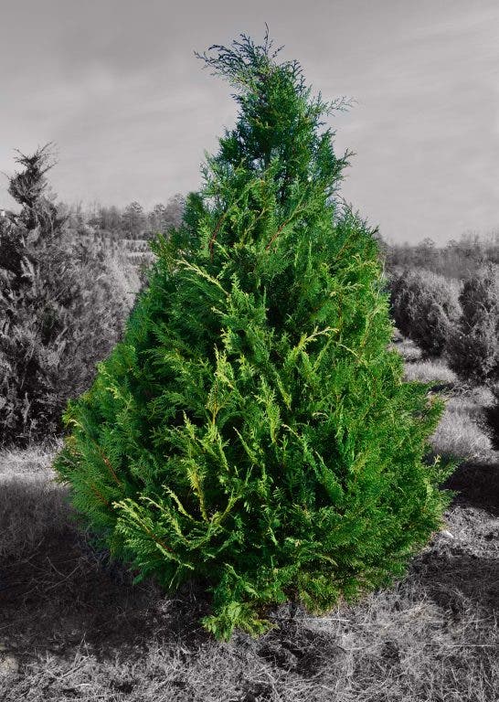 Christmas Tree Tips From The Georgia Forestry Commission Duluth Ga Patch