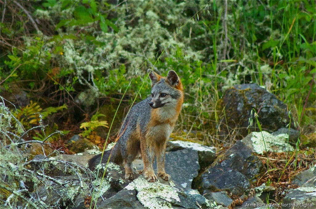 Slideshow: Gray Foxes in Tam Valley | Mill Valley, CA Patch