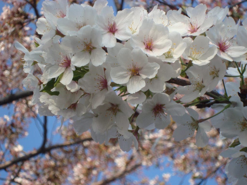 2013 Cherry Blossom Peak and Festival Guide Burke, VA Patch