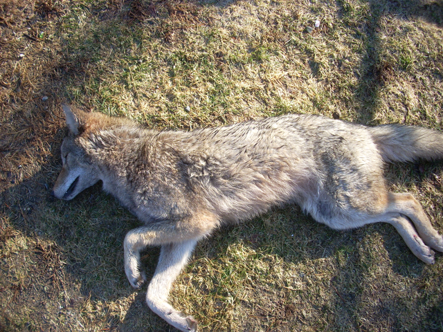 Motorists Comfort Injured Coyote, Mistaking It for a Dog | Monroe, CT Patch