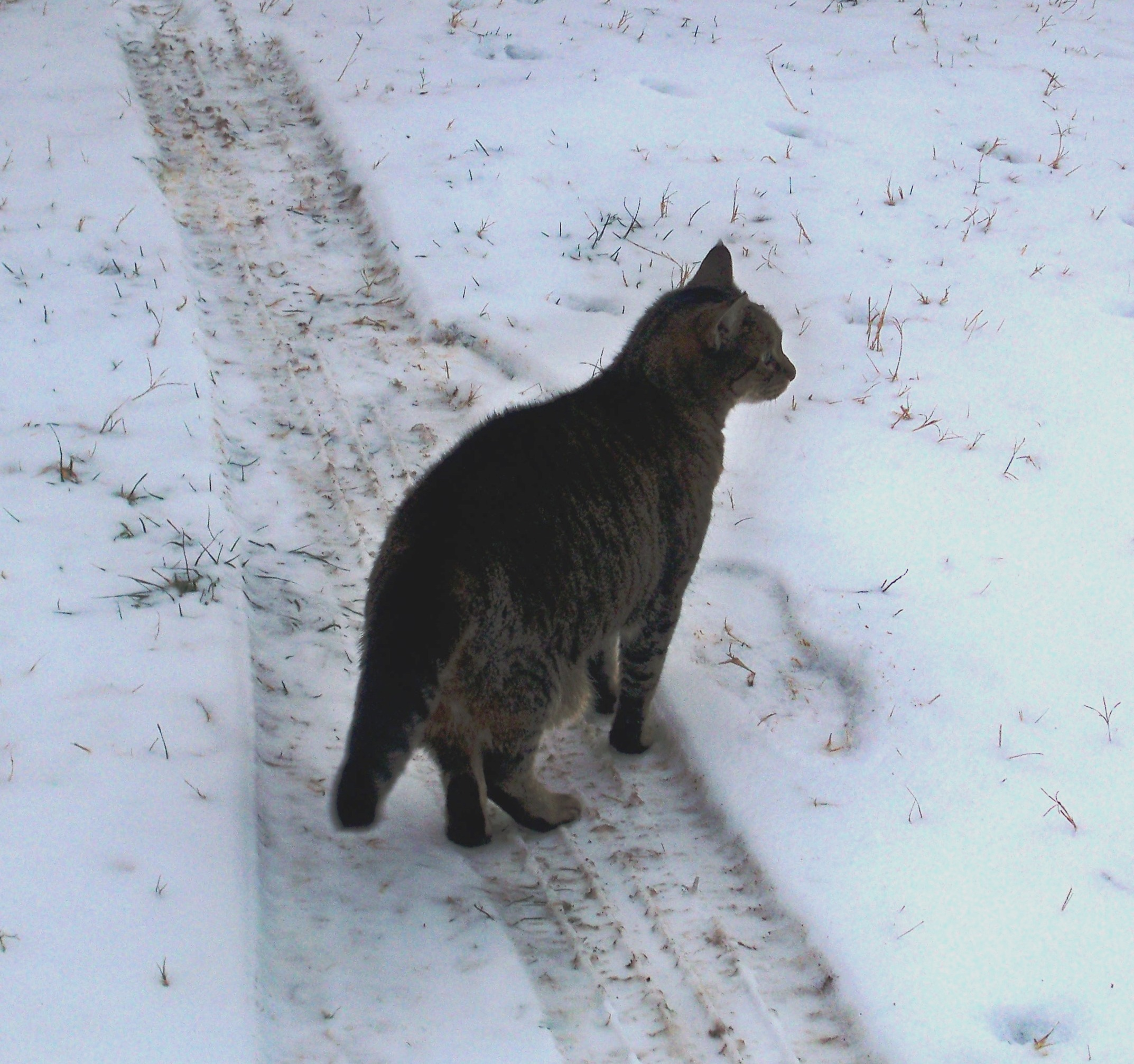 When The Cat S Away The Mice Will Play Why Men Cheat Cheating Kindle Edition By Thomas Piper Health Fitness Dieting Kindle Ebooks Amazon Com