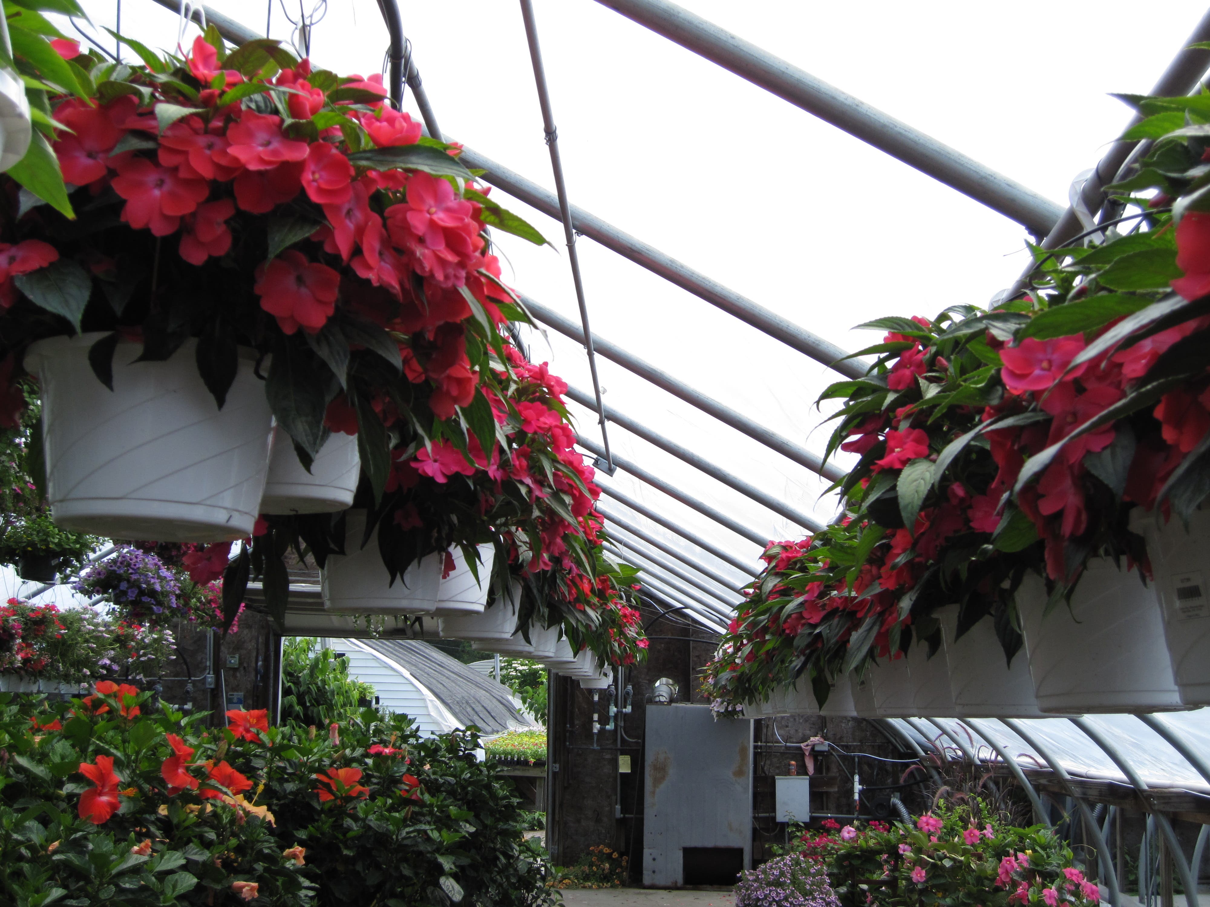 Bloomin Haus Organic In Your Backyard Sachem, NY Patch