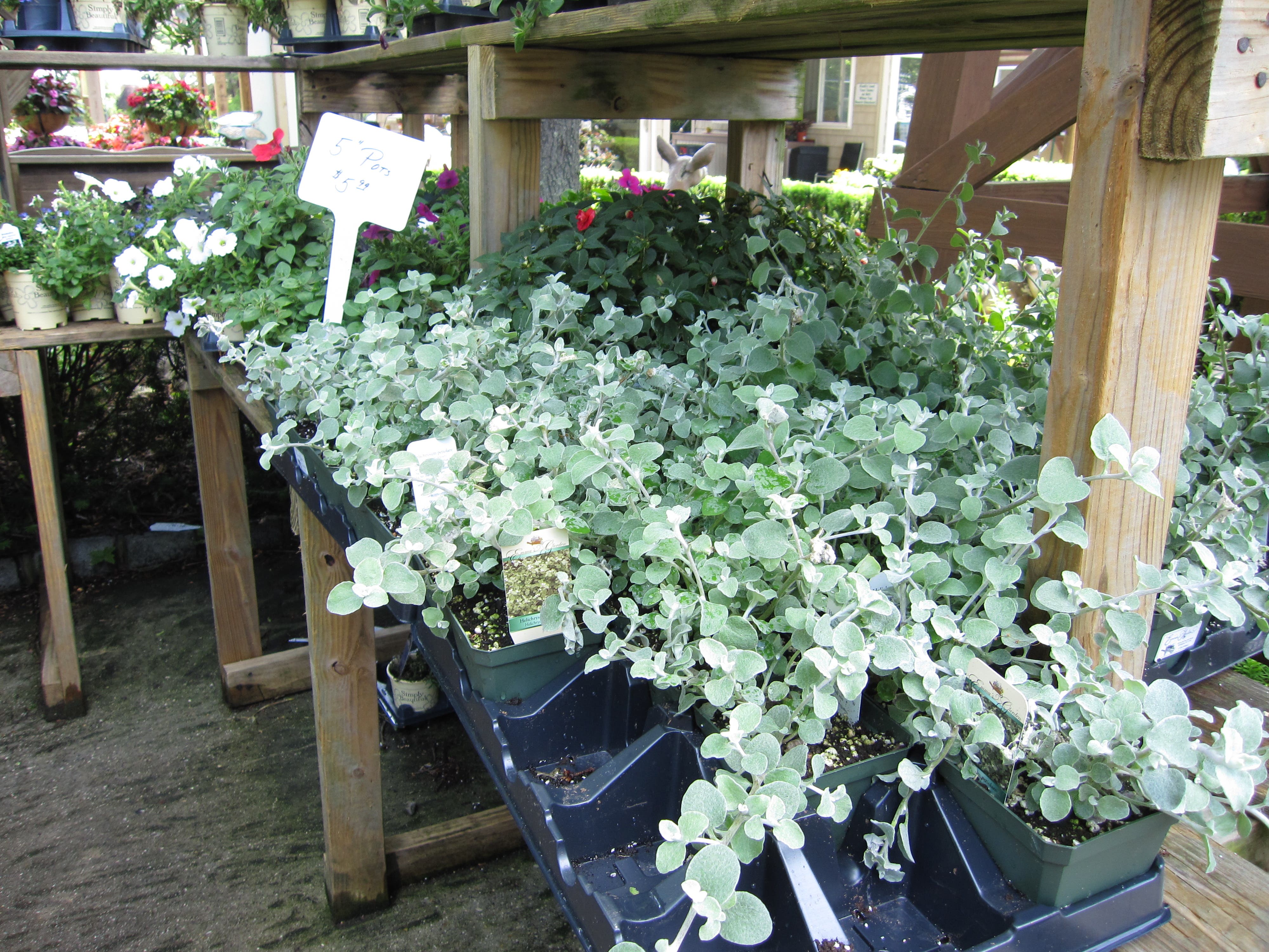 Bloomin Haus Organic In Your Backyard Sachem, NY Patch