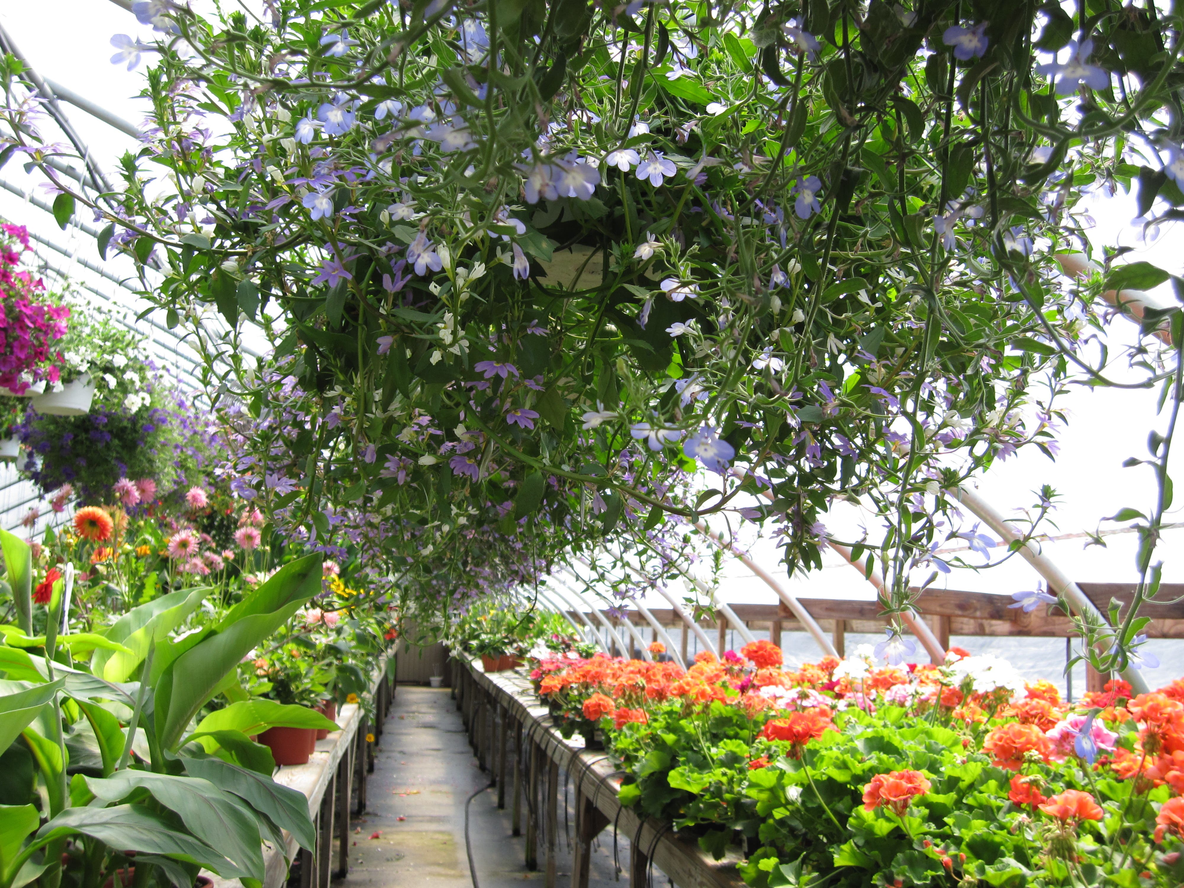 Bloomin Haus Organic In Your Backyard Sachem, NY Patch