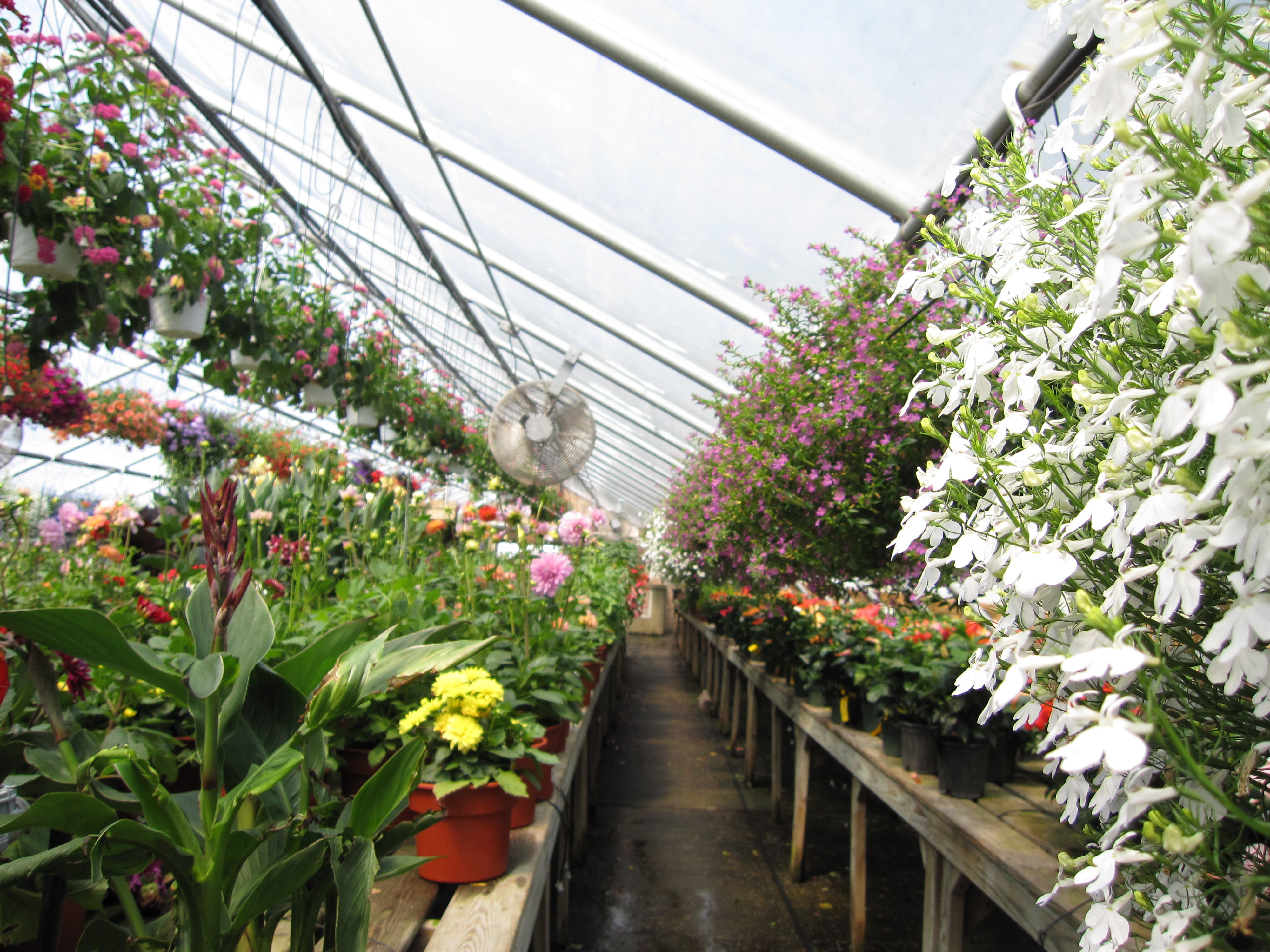 Bloomin Haus Organic In Your Backyard Sachem, NY Patch