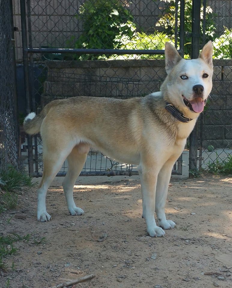 adopting a heartworm positive dog