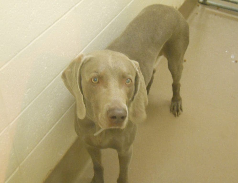 Dog Found Tied Up in Freezing Temps | Salem, MA Patch