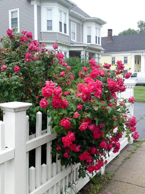 Hopkinton by the Numbers: June 12