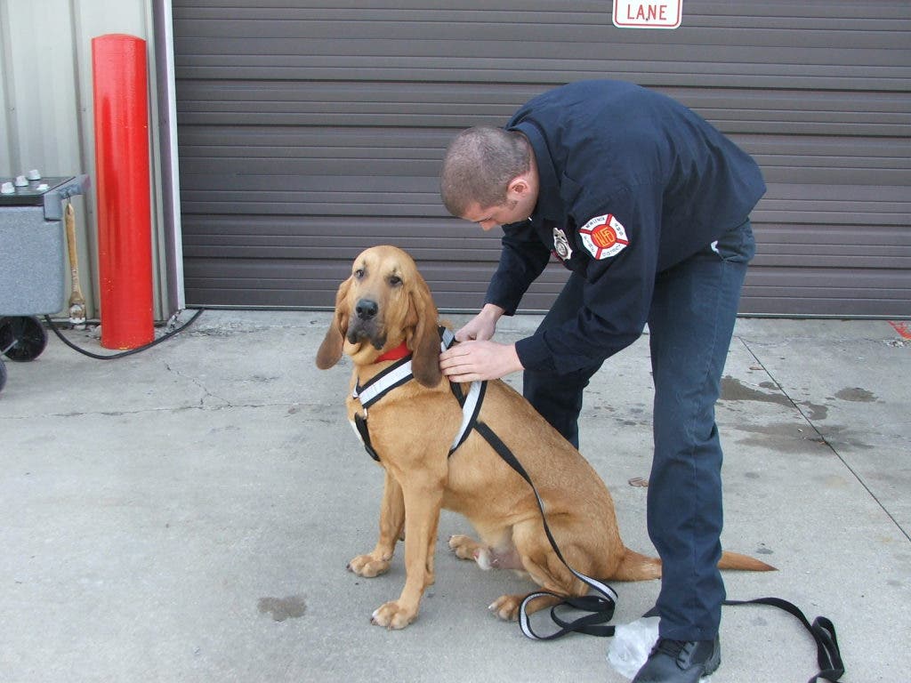 Terminal Retch Dog Meet Red, the Search and Rescue Dog | New Lenox, IL Patch