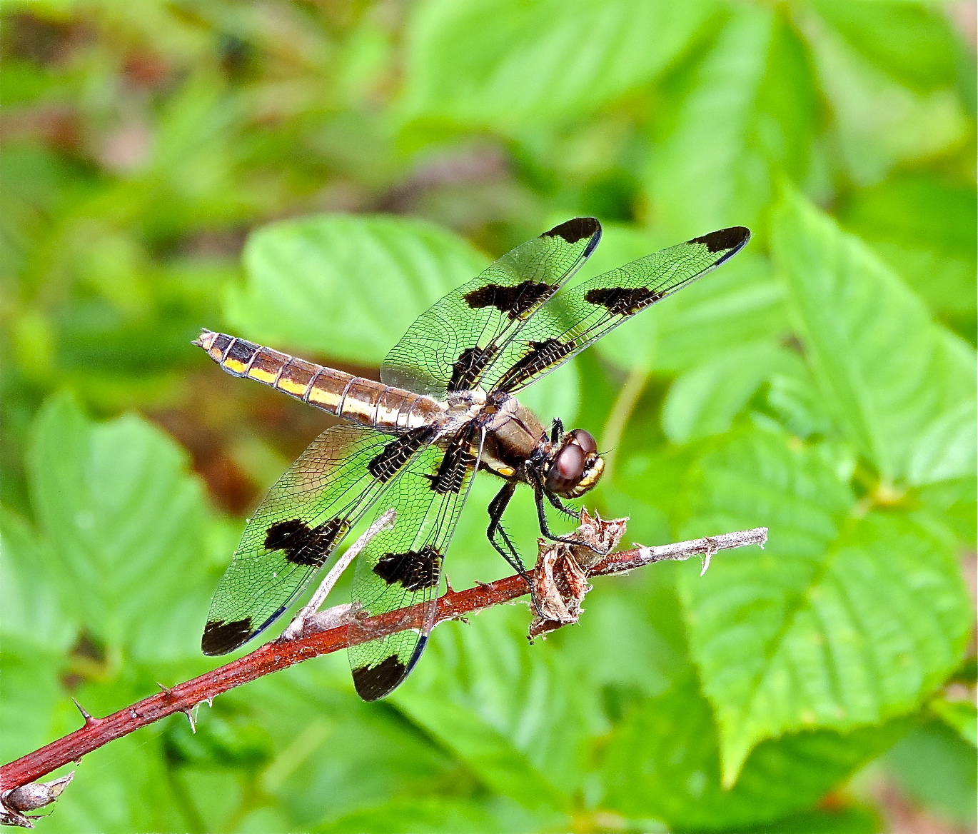 News small post card thumbnail