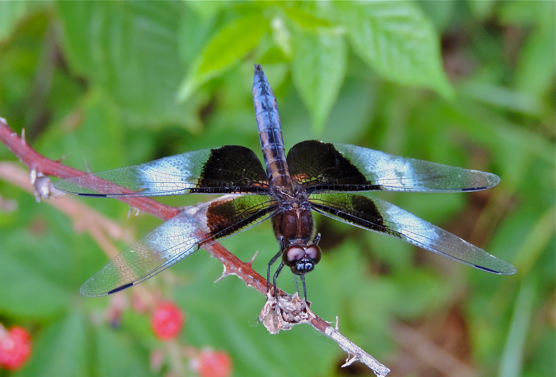 News small post card thumbnail