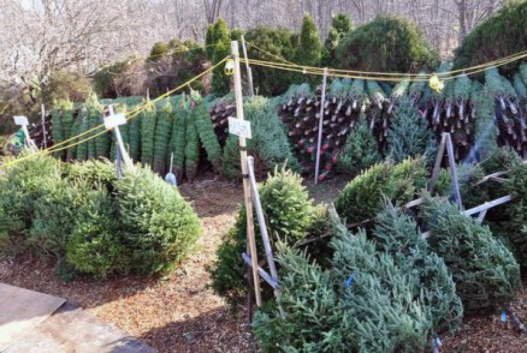 The Right Christmas Tree for You and Where to Find It New Milford, NJ