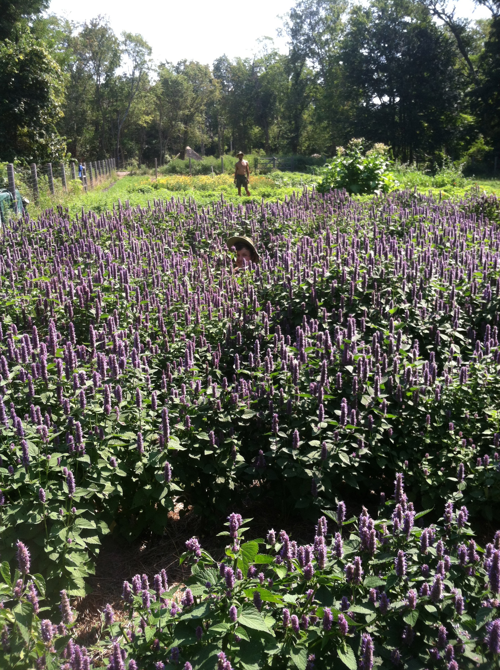 Growing, harvesting & making herbal medicines Portsmouth, RI Patch