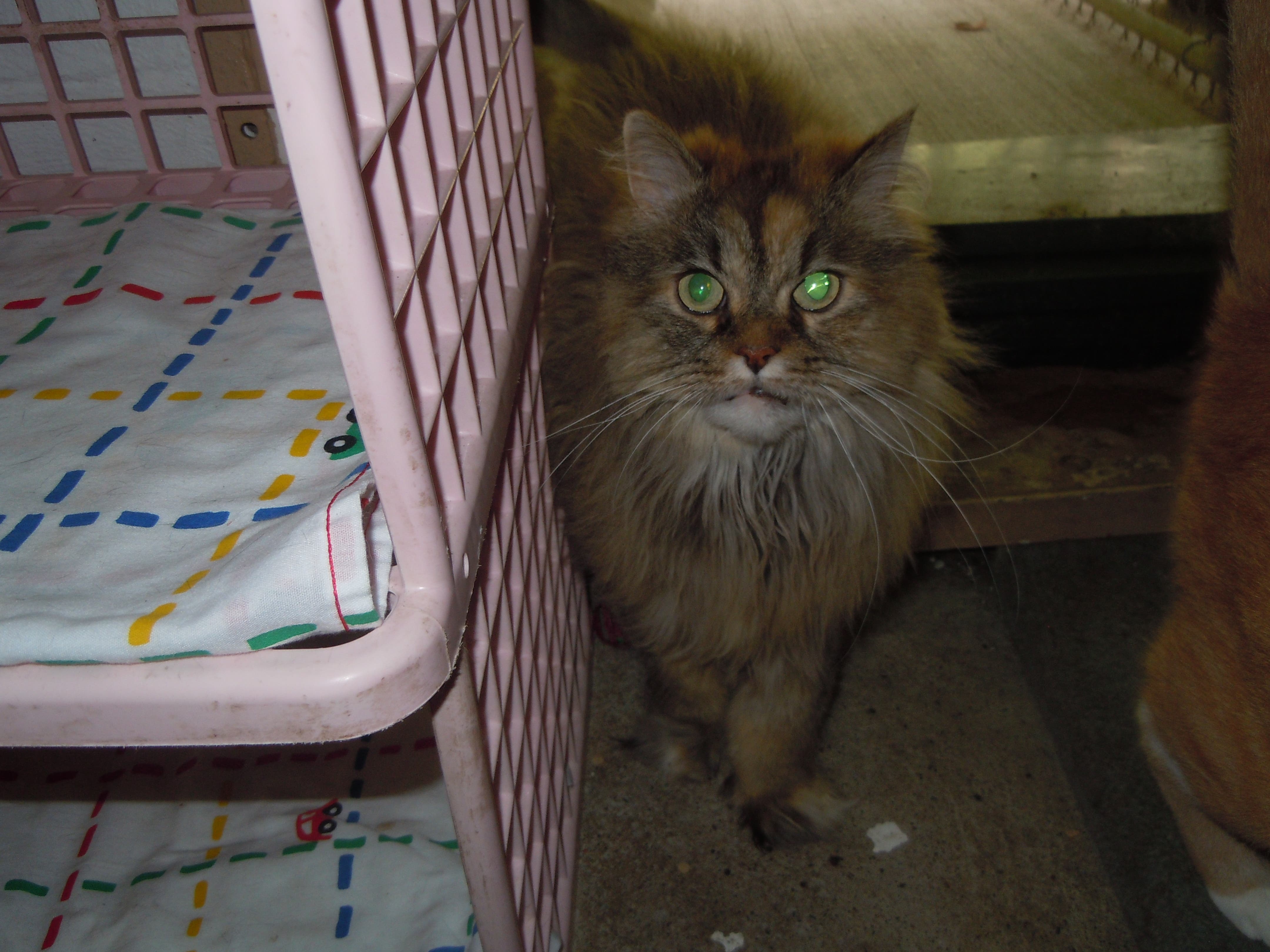 Nipsy Needs a Home