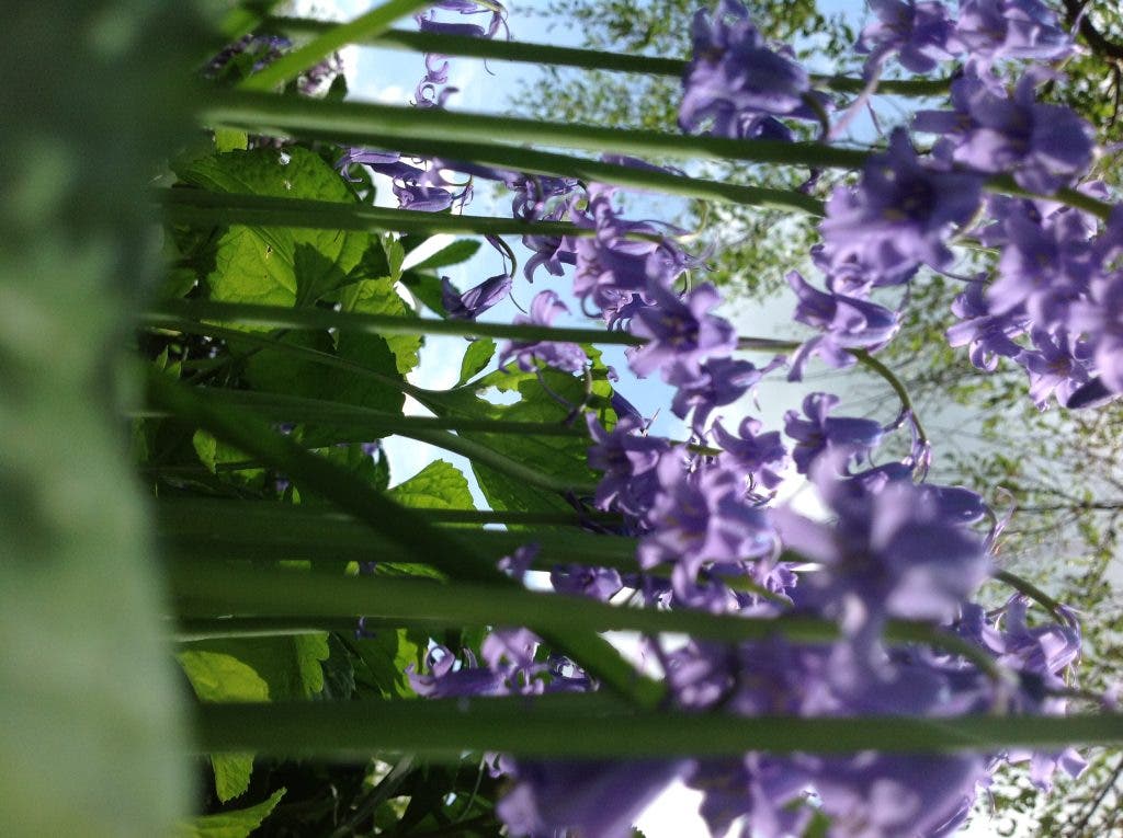 Norton's Annabelle Florist Steeped in Art and Tradition Norton, MA Patch