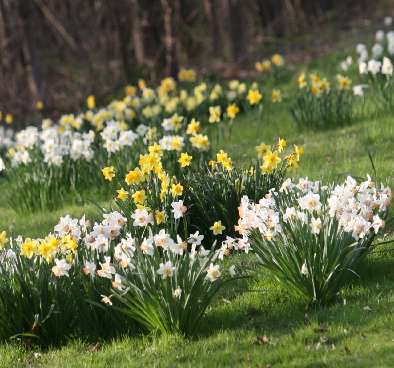 Daffodil Day at the Wadsworth Mansion Middletown, CT Patch