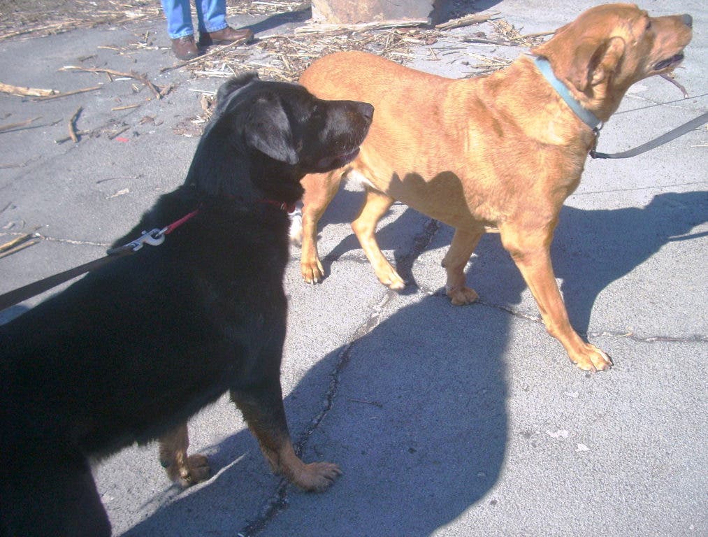 Patch Guide to Bergen County Dog Parks New Milford, NJ Patch