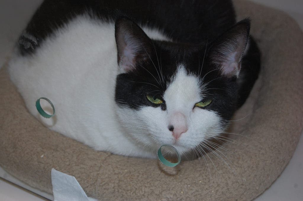 Viewfinder 29 New Potter League Animals Arrive via Cloud Nine, Many