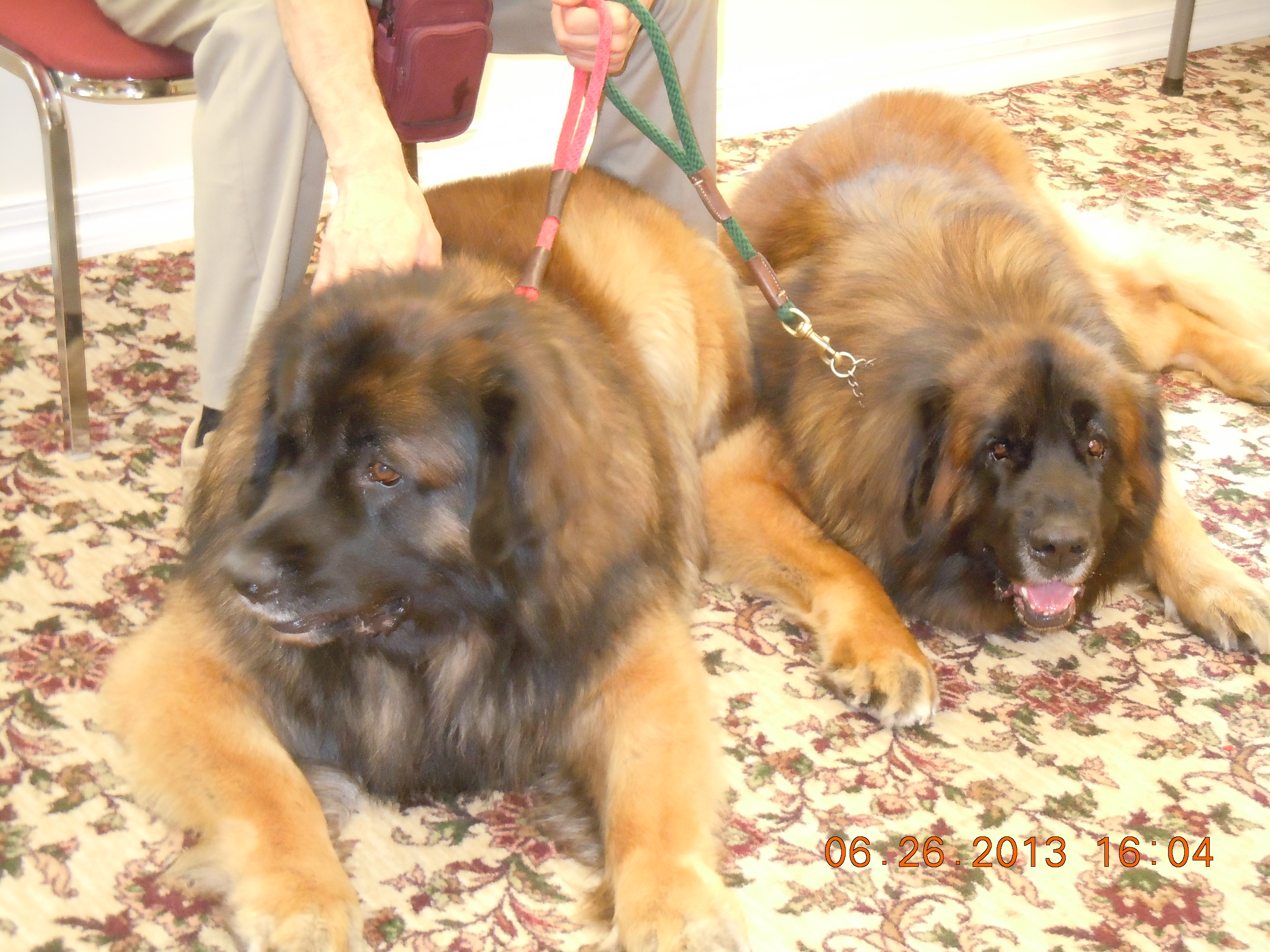 Colts Neck Libary-Children Reading To Dogs | Marlboro, NJ Patch