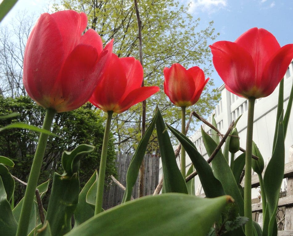 Tulip Festival Set Today Huntington, NY Patch