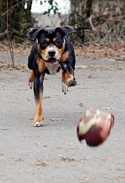 Patch Guide Bergen's Best Dog Parks Ridgewood, NJ Patch