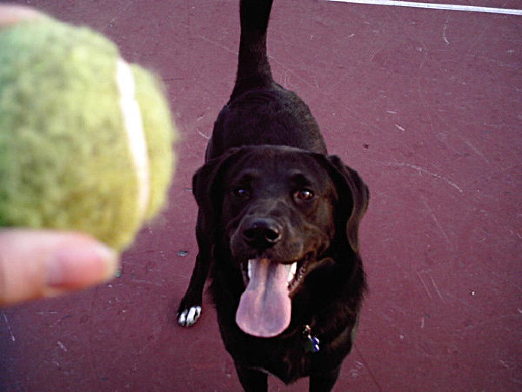 Patch Guide to Bergen County Dog Parks Mahwah, NJ Patch