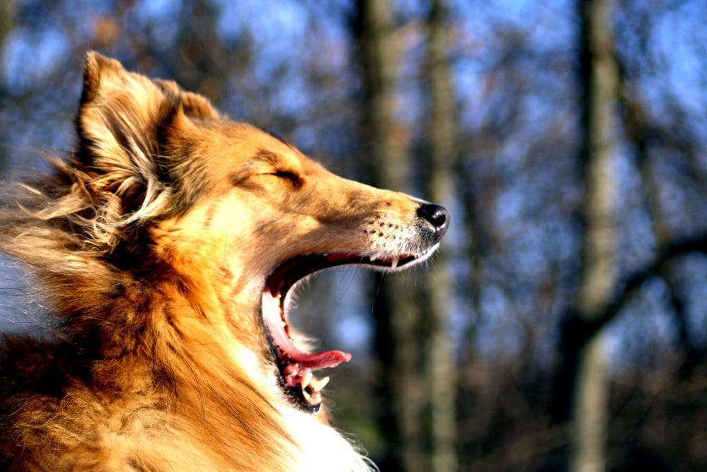 Am I a Boring Dog Walker? | North Andover, MA Patch