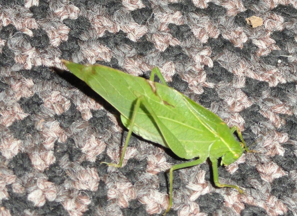 What is this Leafy Bel Air Bug? | Bel Air, MD Patch