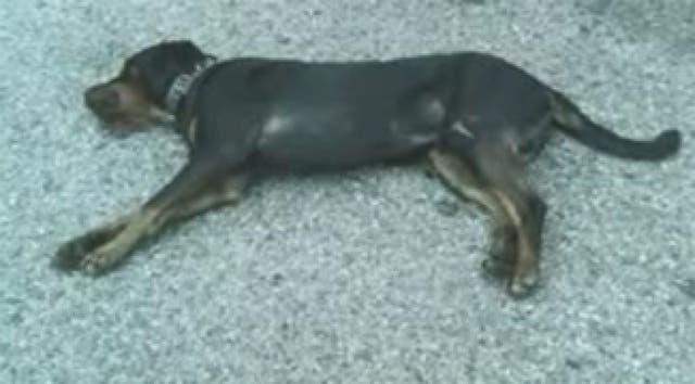 Puppy Survives After Being Hit By Car and Left For Dead | Studio City ...