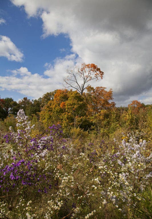 Urban Wilderness The Challenge and the Hope Wauwatosa, WI Patch