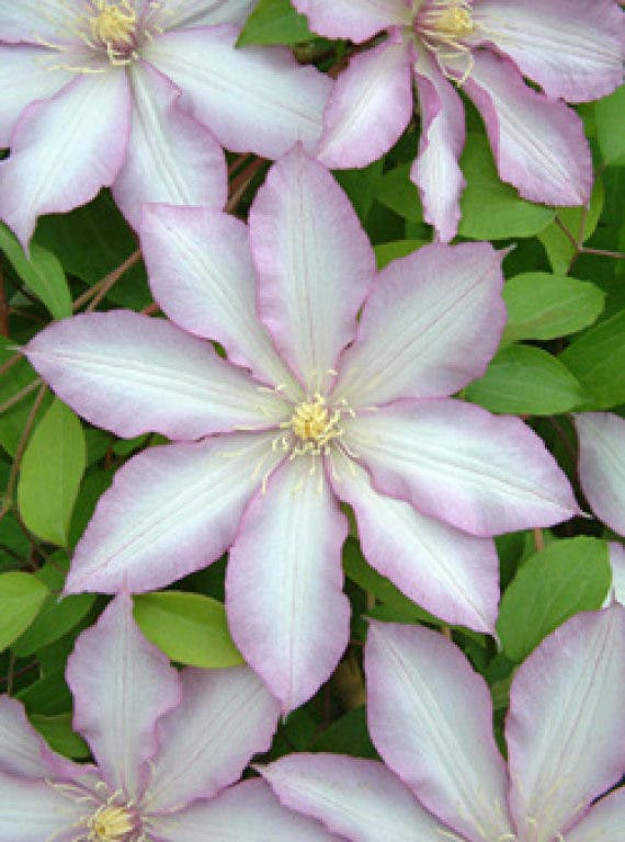 Readers' Choice Where's the Best Garden/PlantSupply Store in the Tri