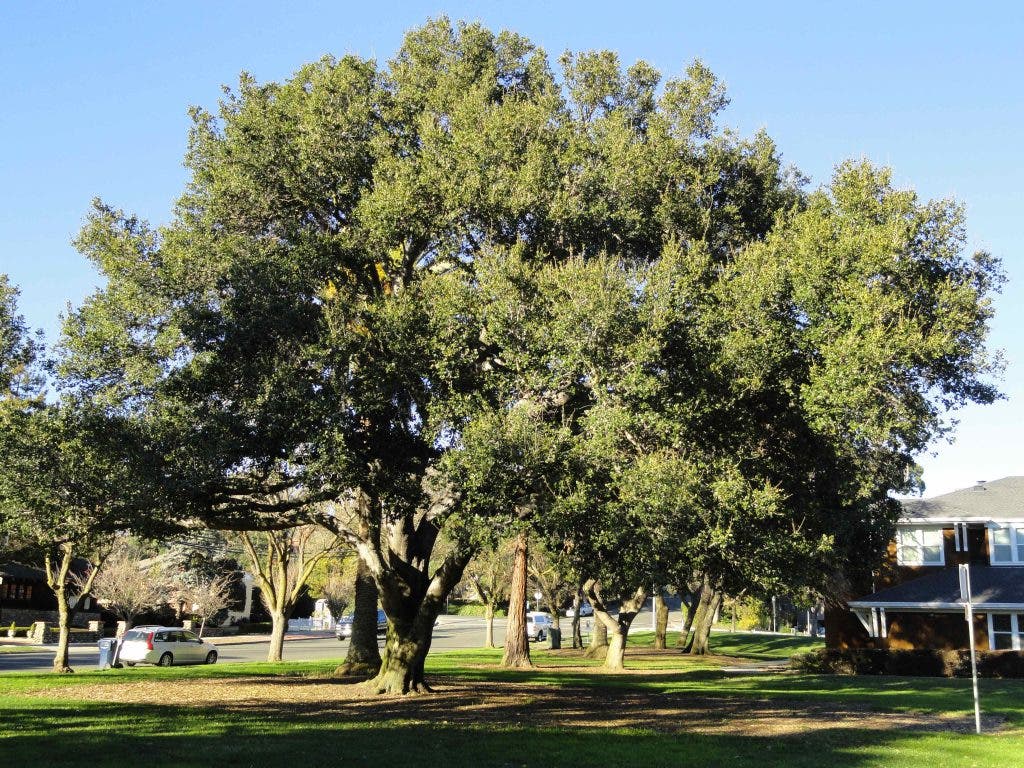 Citizens Invited to be Part of History | Benicia, CA Patch