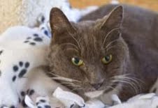 Senior Animals in Need of a Second Chance