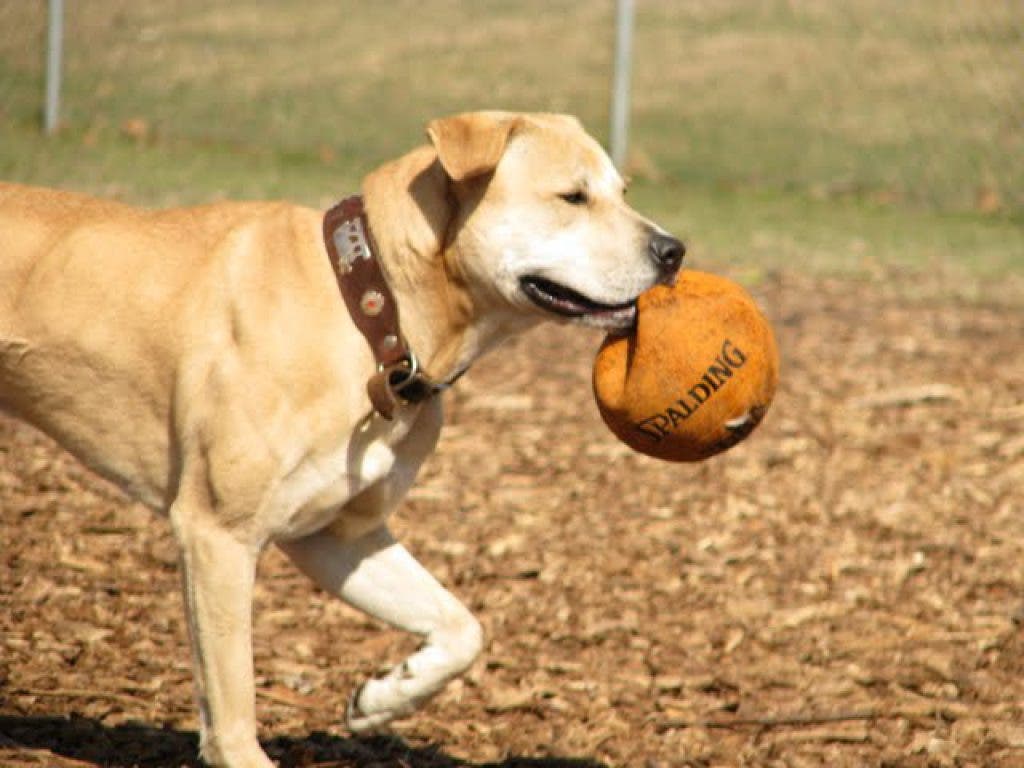 Poll Should Portsmouth Build a Dog Park? Portsmouth, RI Patch