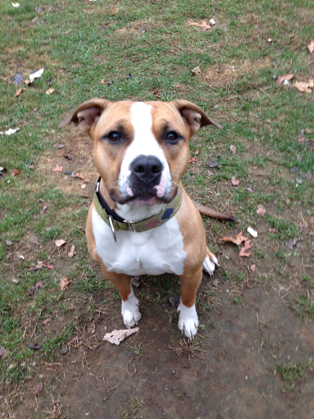 Donate to your local animal shelter! W North Kingstown, RI Patch