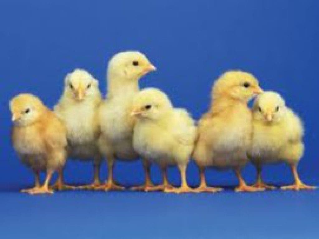 Project Chick from Casey Farm | Cranston, RI Patch