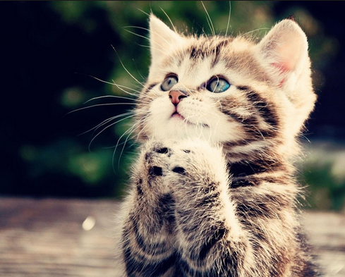Kittens for Adoption