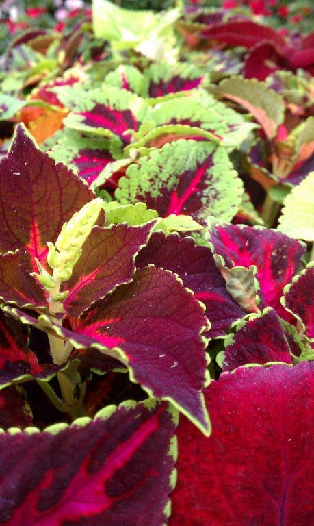 Spotlight On: Lantana & Coleus | Hinsdale, IL Patch