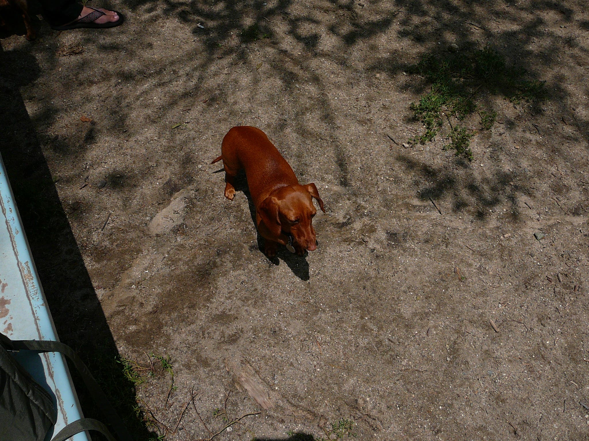 Laurel Canyon Dog Park Means Paradise for Dog Walkers | Studio City, CA ...