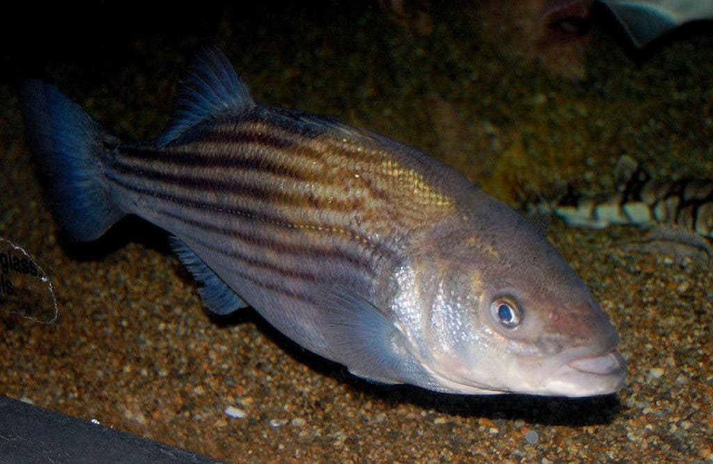 Hundreds Support "Save the Striper" Letter Campaign